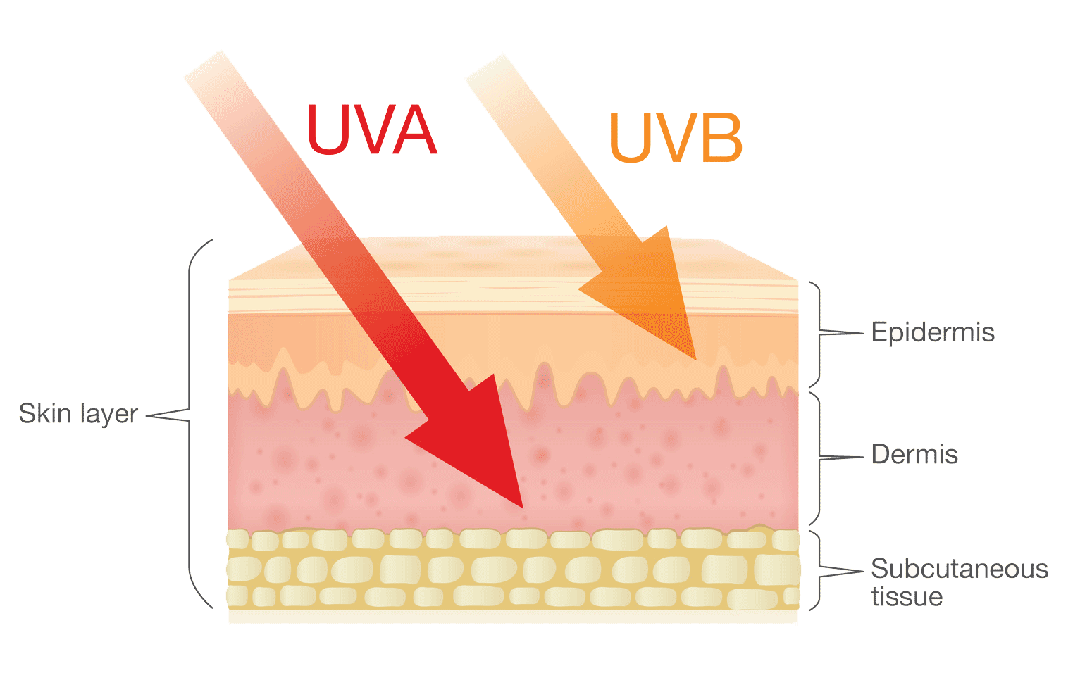 Какое действие оказывают на кожу uva лучи