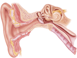 Understanding Sound