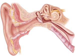 Understanding Sound